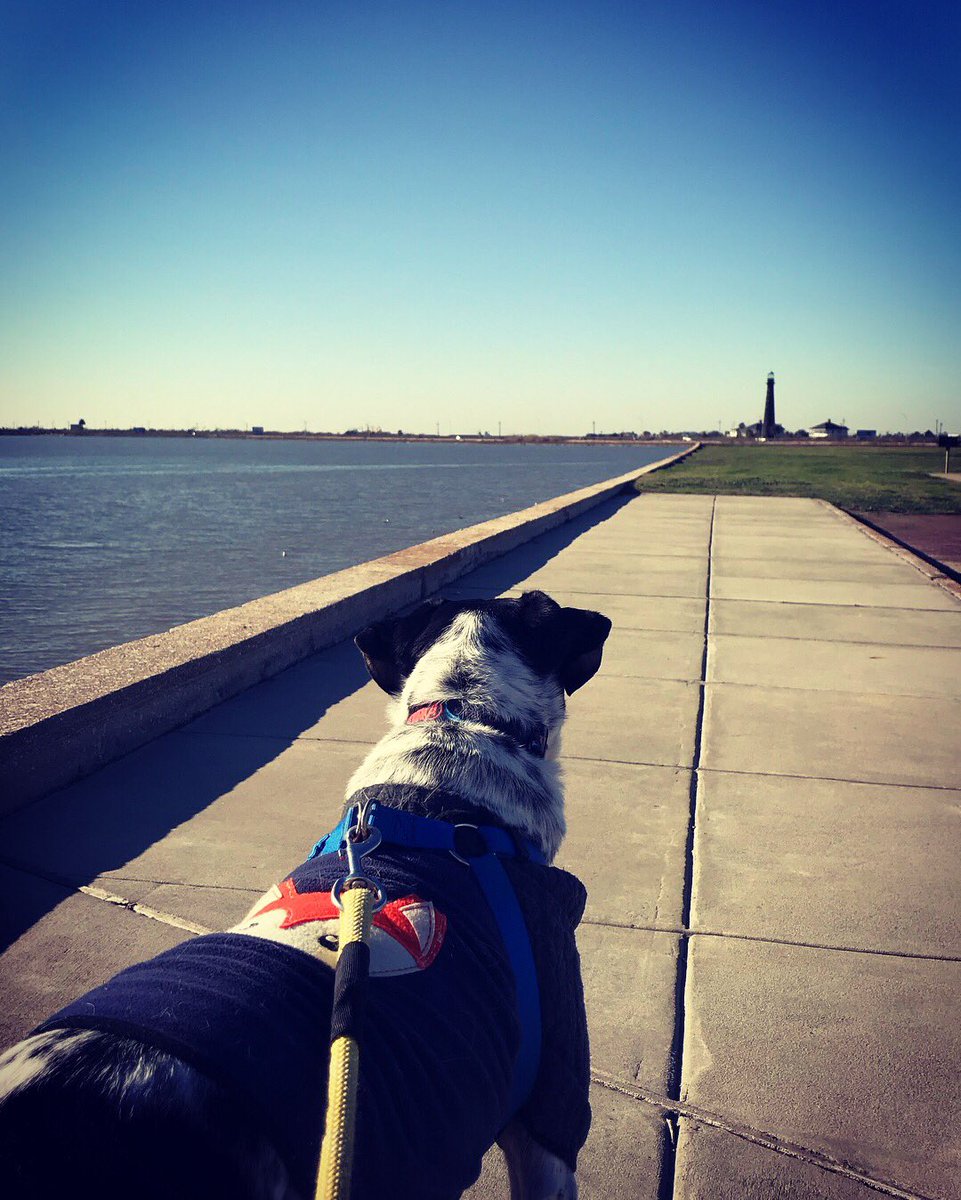 SnowWhite1205's tweet photo. Our first official jog of the year! And I’m out shape!🏃🏼‍♀️🐶 #oreo #joggingpartner #dogsoftwitter #woof #texascoast #bolivarpeninsula https://t.co/uK2WQgQJuk