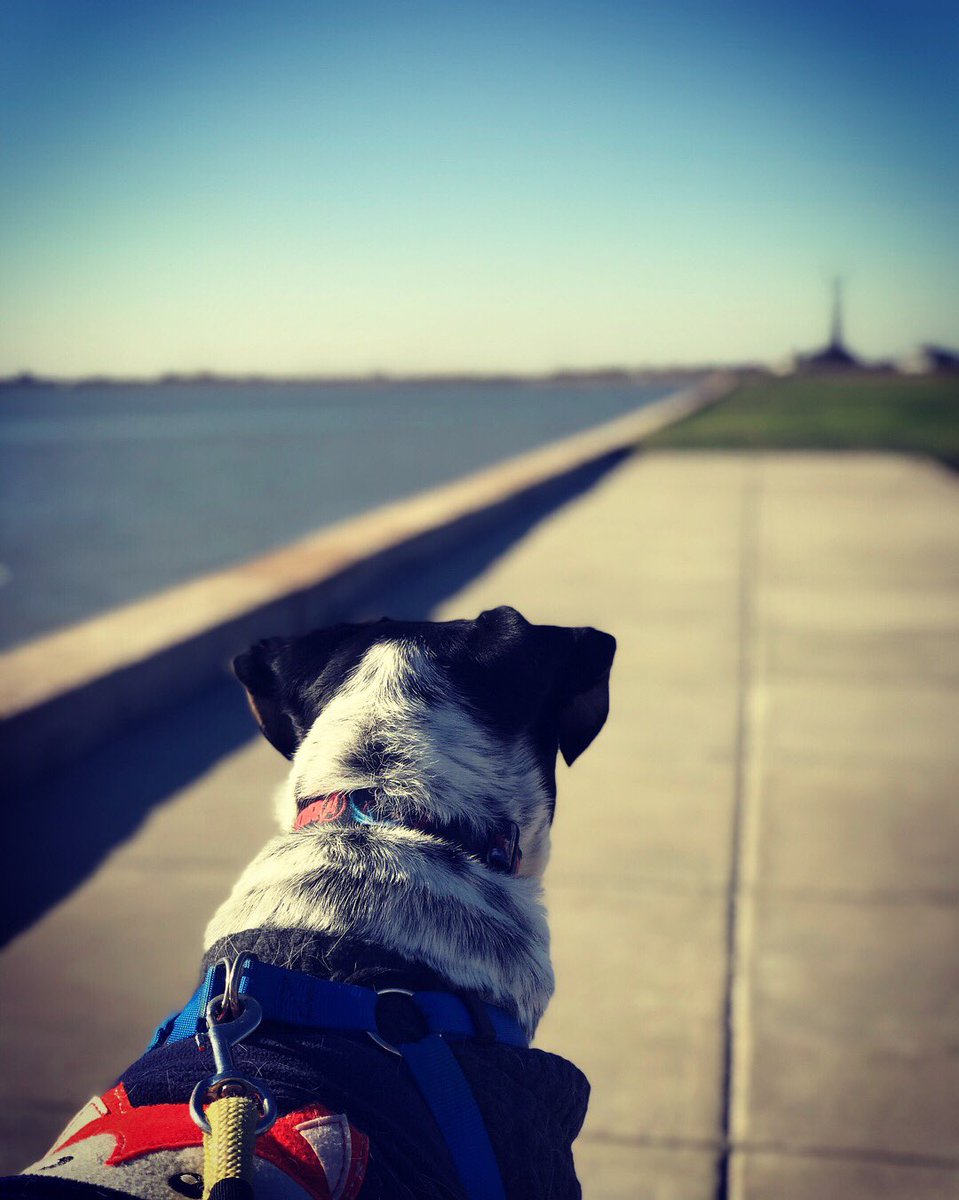 SnowWhite1205's tweet photo. Our first official jog of the year! And I’m out shape!🏃🏼‍♀️🐶 #oreo #joggingpartner #dogsoftwitter #woof #texascoast #bolivarpeninsula https://t.co/uK2WQgQJuk
