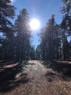 IKRCGrandCanyon's tweet photo. βI love my mid morning walk in the quiet beautiful woods! Contemplating precious human life, death, refuge ......β Mojgan Mansouri from KMC Long Island #meditation #retreat #silence #mindfulness #joyfulpath #transformation #innerpeace #ikrcgrandcanyon #williams #arizona #kaibab https://t.co/o60ex1O3Yr