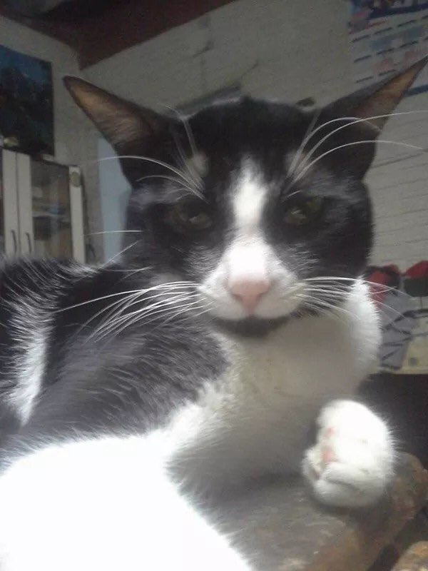 Daniel Caballero tweet media