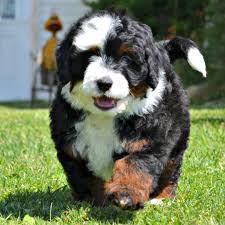 My brain belongs to Bernedoodles now. Goodbye.