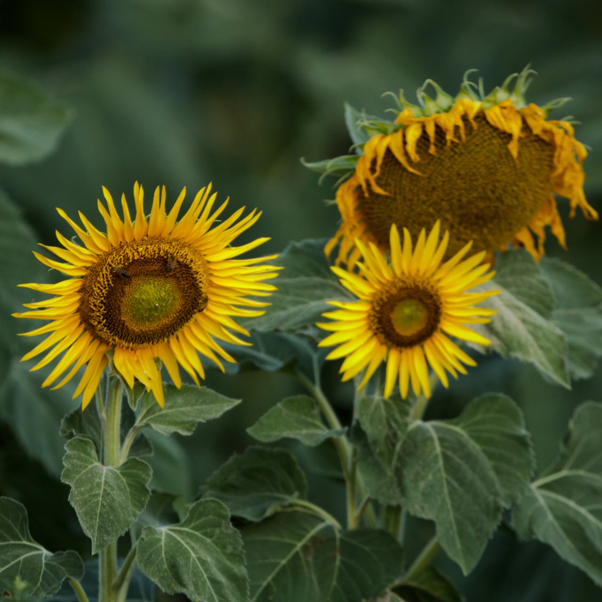maloo325's tweet photo. #sunflowers at #sunrise from near #eastgrounmount #greenmount #ruddspub #nobby #cambooya #etonvale https://t.co/edmVCjB87o