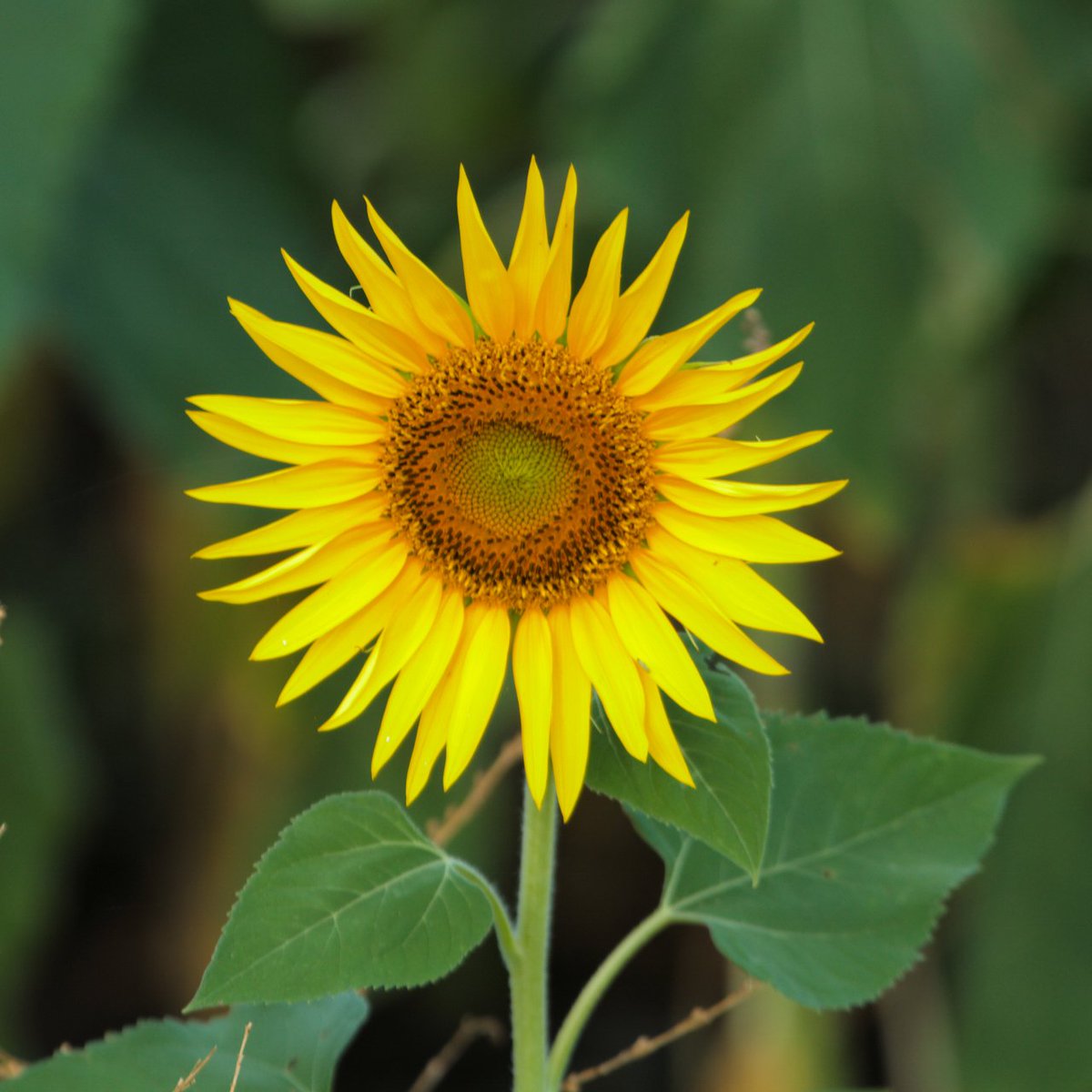 maloo325's tweet photo. #sunflowers at #sunrise near #eastgrounmount #greenmount #etonvale #cambooya #cambooya #darlingdowns #southernqld https://t.co/KIVKbXCEJZ