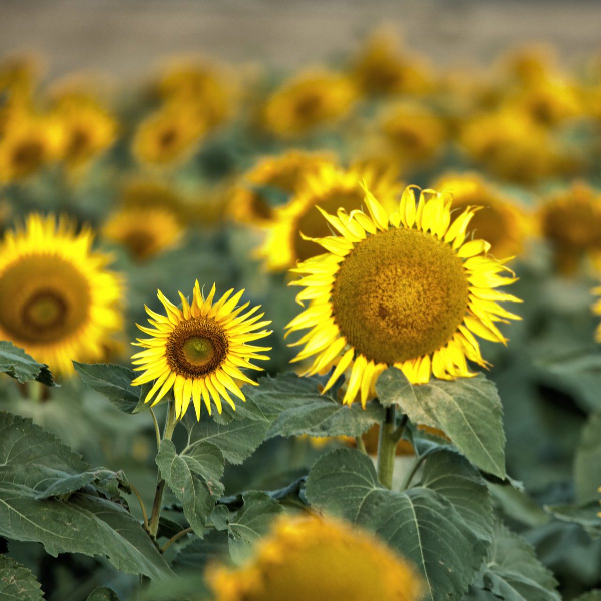 maloo325's tweet photo. #sunflowers at #sunrise near #eastgrounmount #greenmount #etonvale #cambooya #cambooya #darlingdowns #southernqld https://t.co/KIVKbXCEJZ
