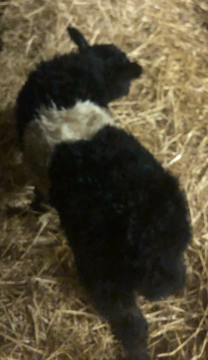 teamStripe's tweet photo. Final #teamStripe calf born a Black Belted Aberdeen Angus X Heifer for #5850Suzanna #NFCalving18 #ThenThereWere3 https://t.co/PQcYrgxlDe