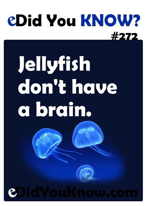BatangEBako's tweet photo. The Jellyfish...

#ALDUBLoveAndLife   ctto https://t.co/br9zOWX4Cc