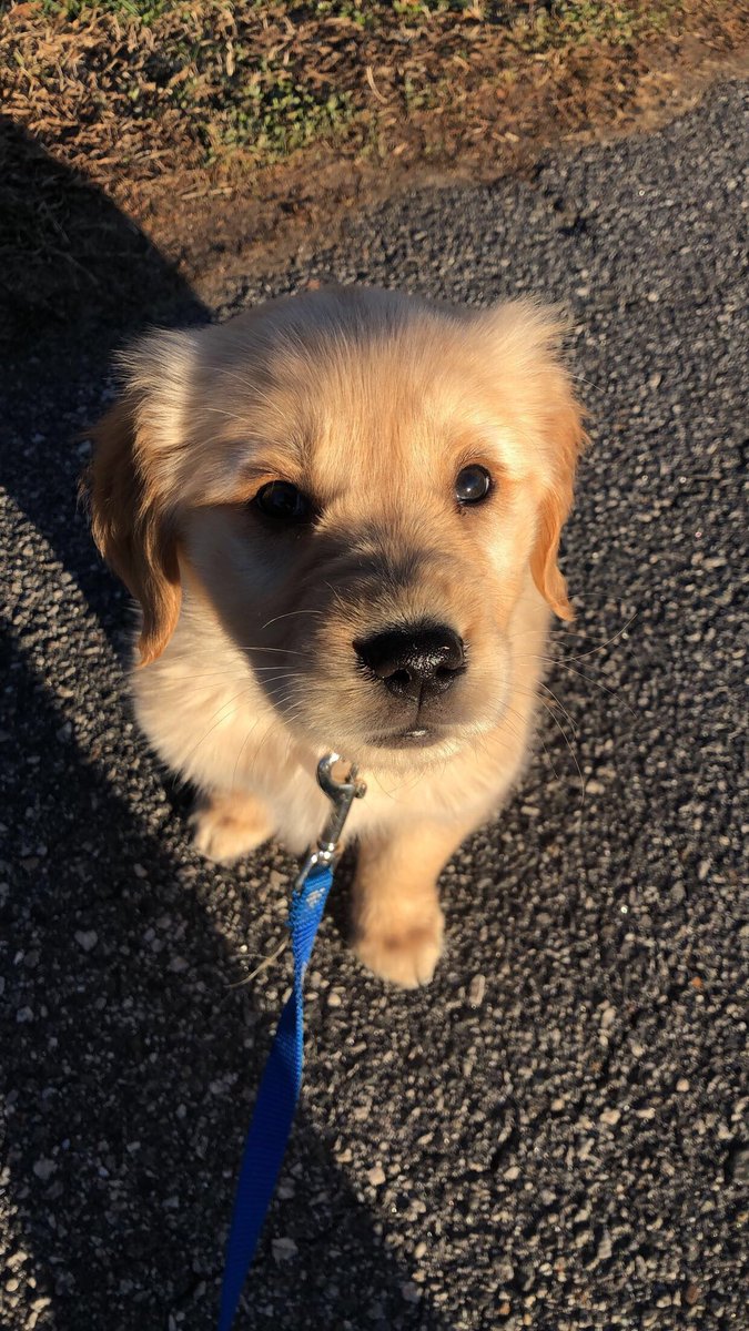 ZacharyMauney's tweet photo. Man’s best friend https://t.co/nquHemgO8S