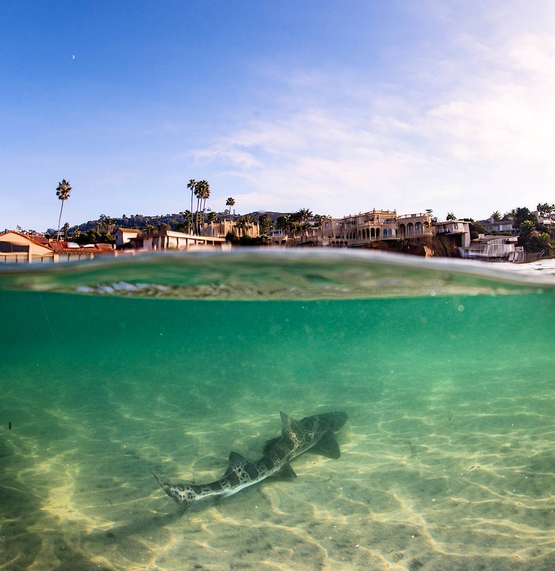 visitsandiego tweet picture