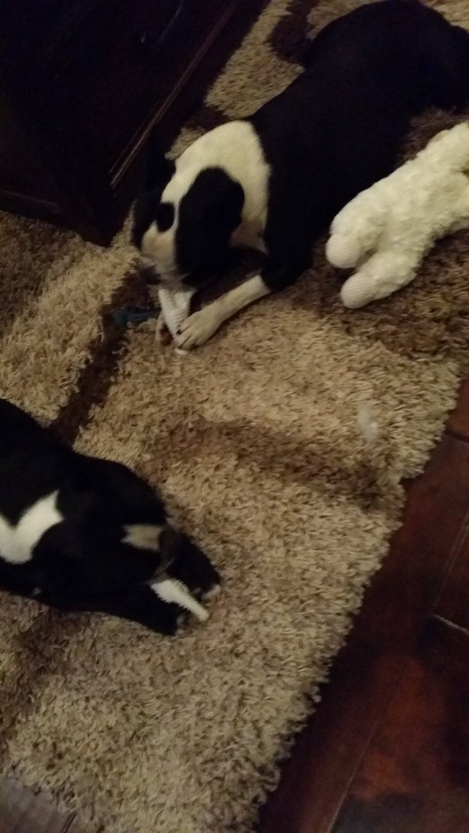 counselor4me's tweet photo. We are both working on our dinosaur #nylabones. #bostonterrier https://t.co/cEfUemBpAK