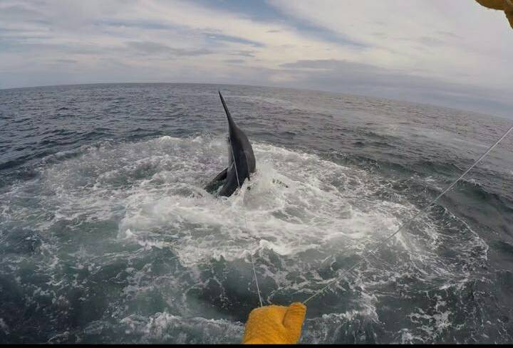 SwordfishReport's tweet photo. Lobito, Angola - Monster released a Blue Marlin and a Sailfish. https://t.co/4kVEJnPH1h