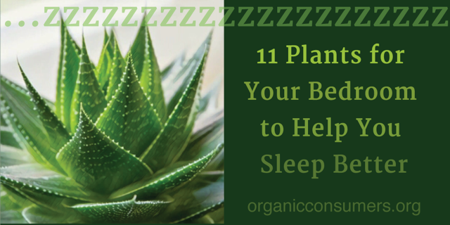 OrganicConsumer's tweet photo. Having trouble #sleeping? These #plants could help you get a good night’s rest: https://t.co/zKzs2LrEX7 #Health #HealthyLiving #NaturalHealth https://t.co/hwKdompaVU