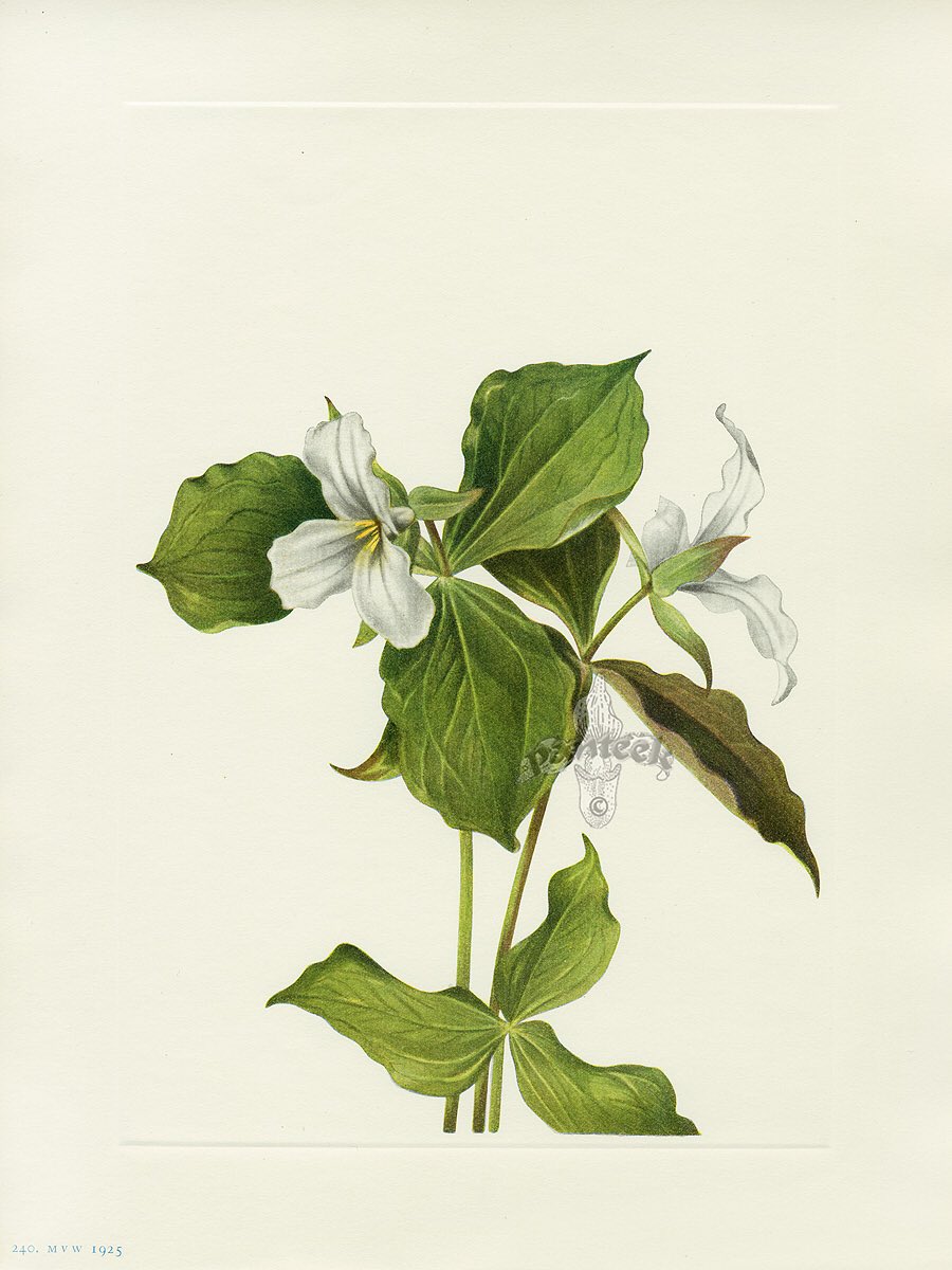 草木のこと Pa Twitter Trillium Grandiflorum トリリウム グランディフロルム 雪のように白い花 からスノー トリリウムの名前で呼ばれることも 北米五大湖周辺に分布する延命草の一種 花や葉などの各部が3数から成ることからキリスト教の三位一体を象徴する 花とも