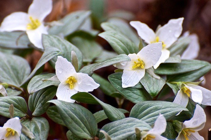 草木のこと Trillium Grandiflorum トリリウム グランディフロルム 雪のように白い花 からスノー トリリウムの名前で呼ばれることも 北米五大湖周辺に分布する延命草の一種 花や葉などの各部が3数から成ることからキリスト教の三位一体を象徴する 花とも 草木のこと Trillium Grandiflorum トリリウム グランディフロルム 雪のように白い花 からスノー トリリウムの名前で呼ばれることも 北米五大湖周辺に分布する延命草の一種 花や葉などの各部が3数から成ることからキリスト教の三位一体を象徴する 花とも