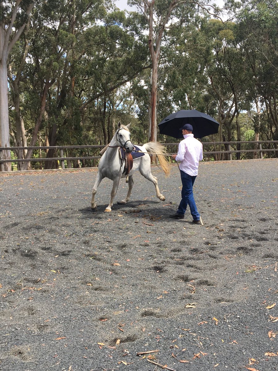 StonemanEquine's tweet photo. Fresh 🐴 + 🌪+☂️ = 💨💩👻 https://t.co/OIR0UJ2mDp