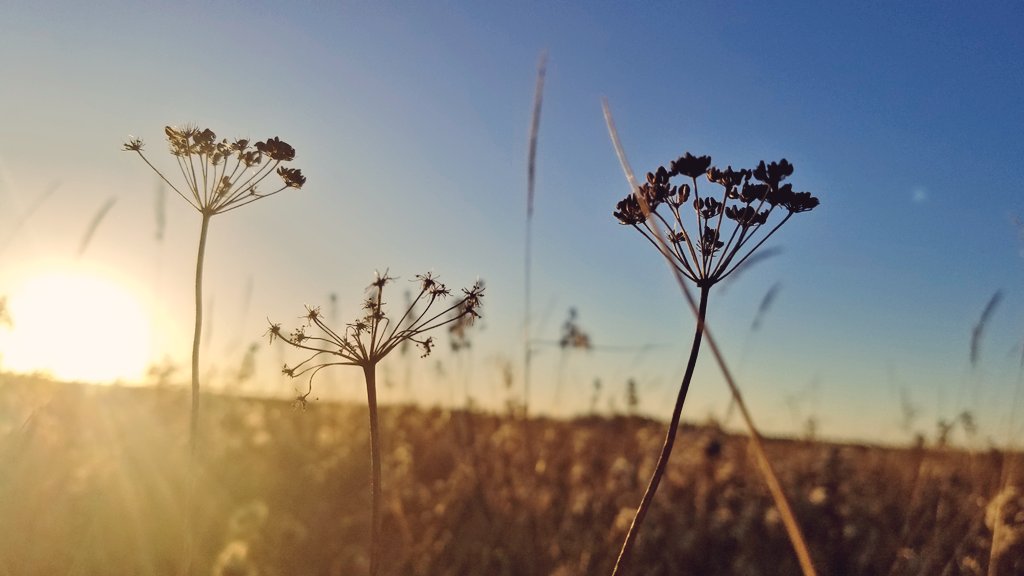 GrasslandNerd's tweet photo. Want more dormant season #botany? Guess the genus of this #prairie plant. Think yellow flowers and #AspenParkland. #ForensicPlantID π https://t.co/GxH8eEwpd4