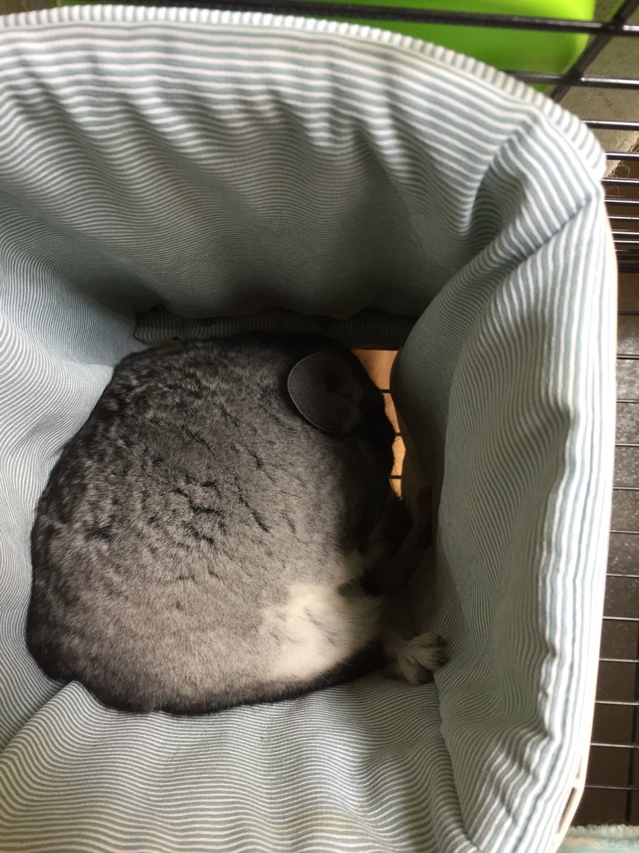 引きこもりお団子パルム