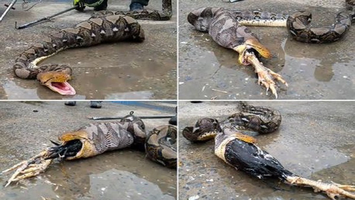 ViralOzon tweet media