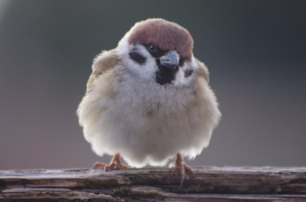 تويتر 中野さとる على تويتر 冬のスズメくんたちはまん丸でかわいい 雀 スズメ ふくら雀 すずめ Sparrow T Co H3xbyfn1kj