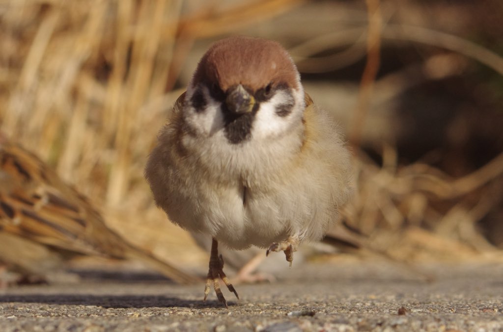 中野さとる 冬のスズメくんたちはまん丸でかわいい 雀 スズメ ふくら雀 すずめ Sparrow