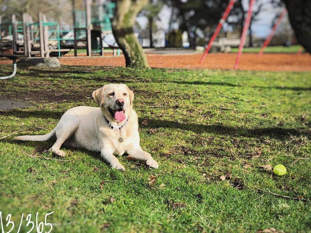 dDBlythe's tweet photo. I’m so lucky I get to know and love this dog - I cannot express how special he is through my photos. I wish you all could meet him in person. 💙 #HellbentSteven 13/365 #project365 #lovedogs #labsofinstagram (at E.C. Hughes) https://t.co/xpsRArvNrT