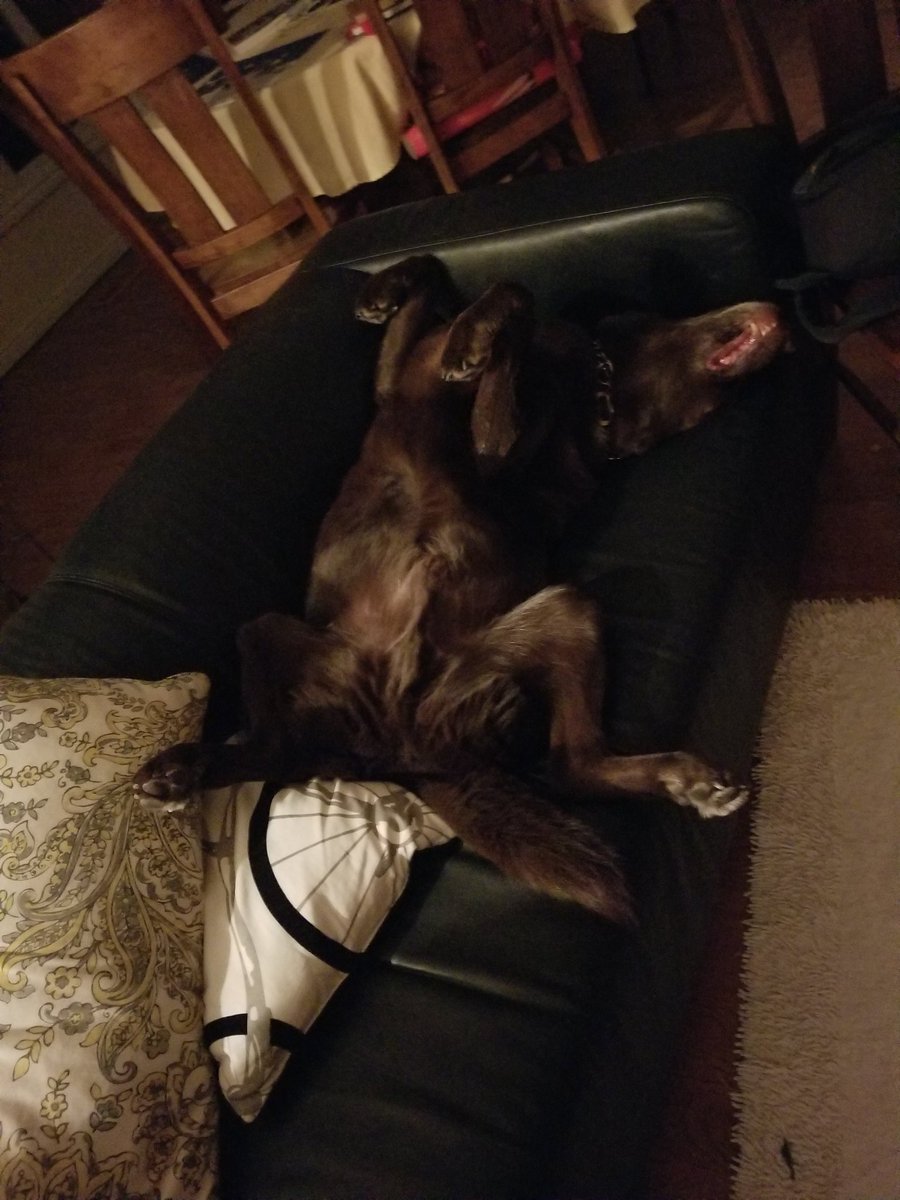BrownRueger's tweet photo. Everyone, just get comfortable #winternap https://t.co/tMPL6eKfTR