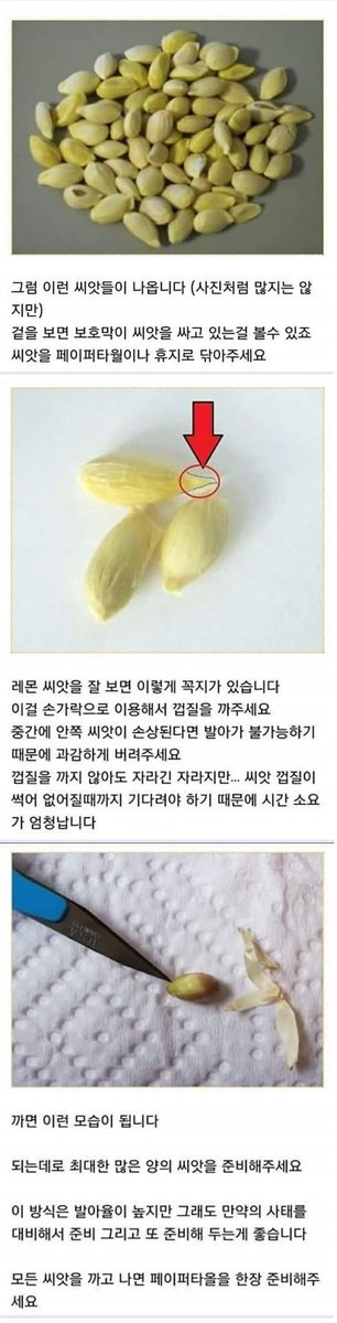 webio3939's tweet photo. 집에서 레몬나무 키우는 방법 https://t.co/PZaTPU9YdG