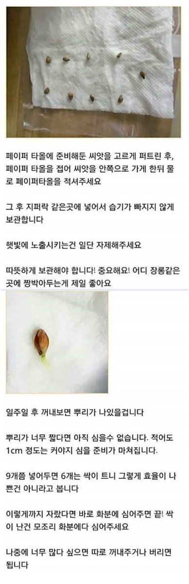 webio3939's tweet photo. 집에서 레몬나무 키우는 방법 https://t.co/PZaTPU9YdG