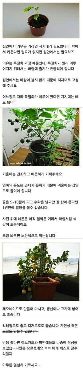 webio3939's tweet photo. 집에서 레몬나무 키우는 방법 https://t.co/PZaTPU9YdG
