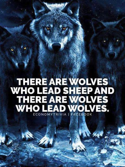 TechStoreX's tweet image. THERE ARE WOLVES WHO LEED THE SHEEP AND THERE ARE WOLVES WHO LEAD THE WOLVES..👑👑