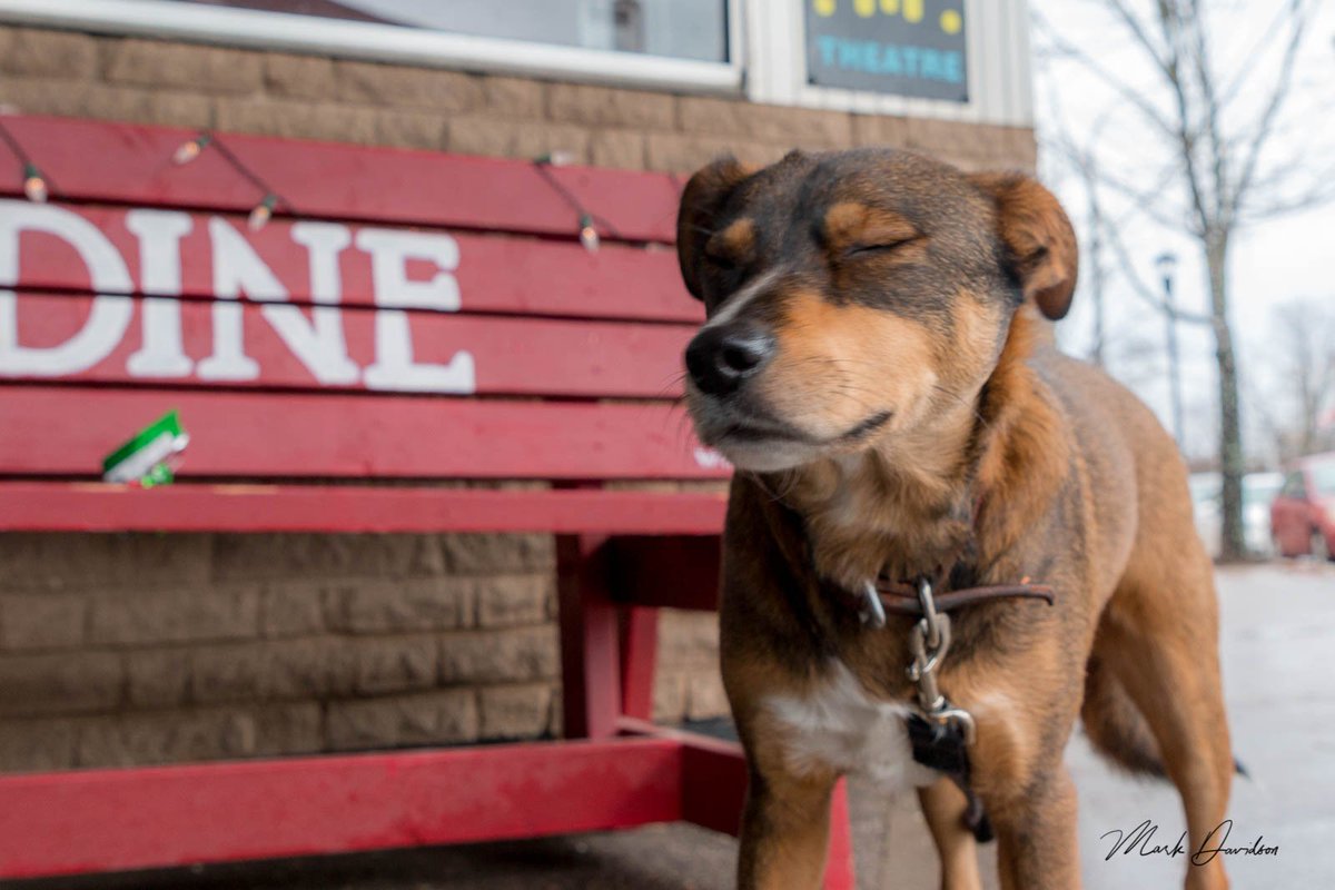 Newtrailss's tweet photo. Sorry...I dozed off. You were saying? π#demure #smoothdog #TheDogfather #dogswin #dogsoftwitter #dogsrule https://t.co/vcKlGM00cd