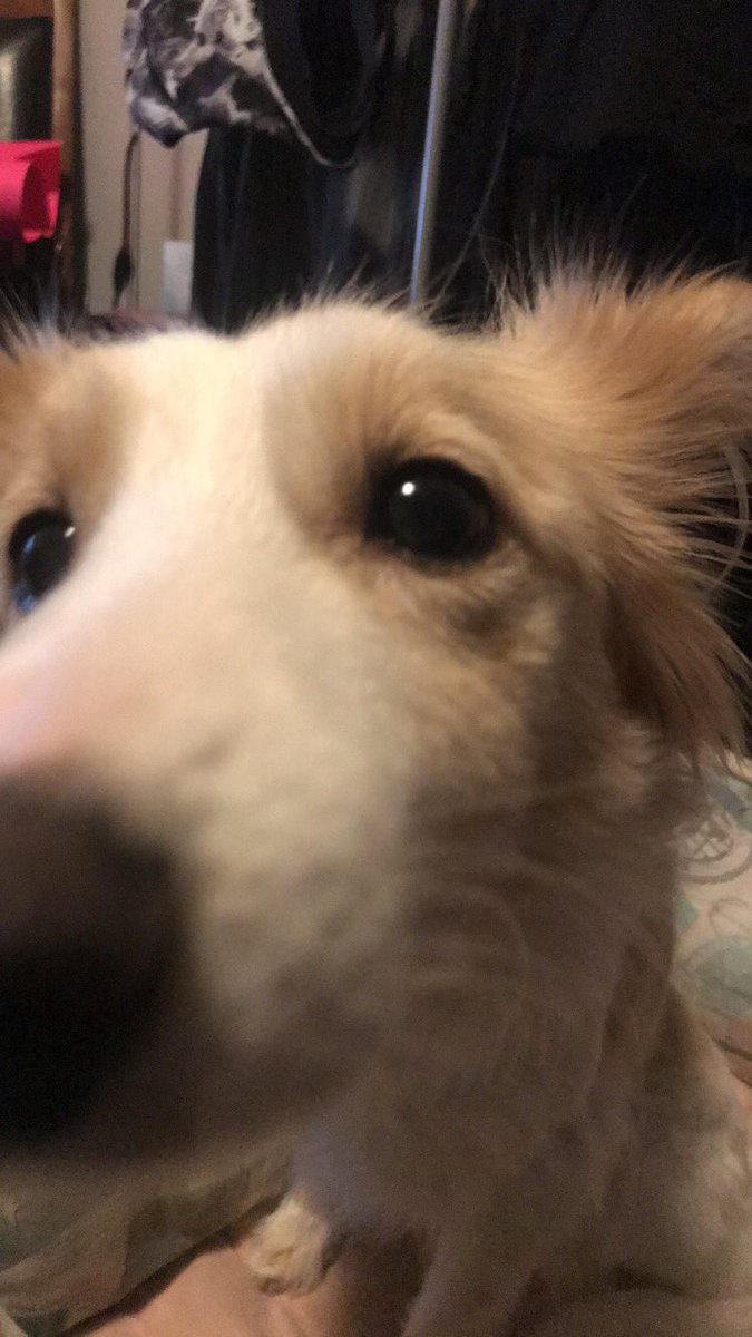 JessikaGuse's tweet photo. “Mom you eating that yummy bread stuff? You know the one with CHEESE inside? I think I’d like it 🧀🧀” #Ryder #cheesebandit https://t.co/8vKTV2U9H4