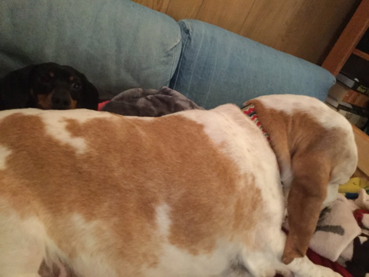 Gusterbear's tweet photo. At vet today they thought Luther was Puppy!! Is mostly because are practically twins. #tinyboys https://t.co/90IL3yeRMG