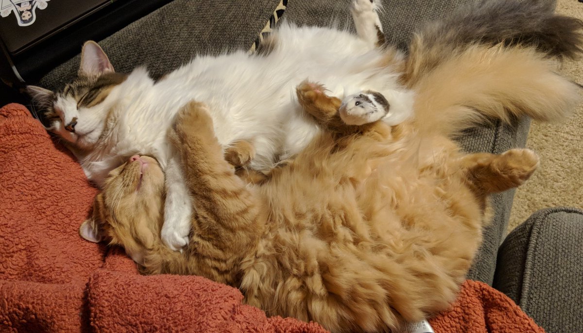 TroutOfTheBox's tweet photo. The first time a hooman has witnessed us sboogling. https://t.co/5b09aGRtHu