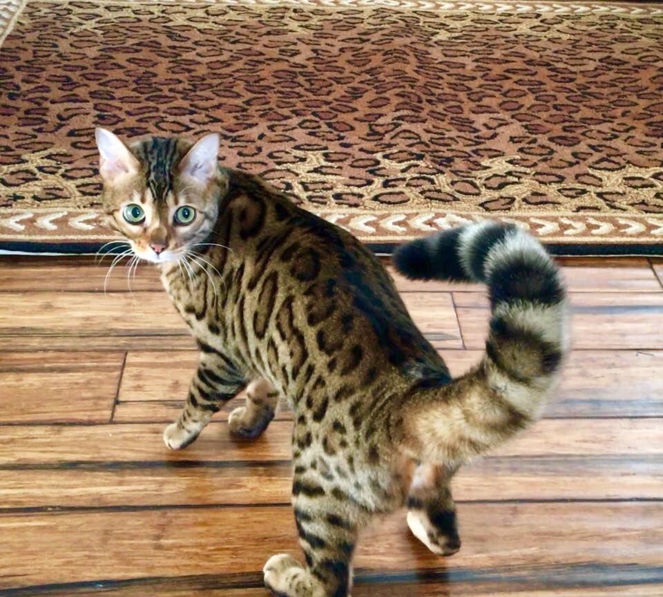 FlokiTheBengal's tweet photo. Floki got a bit puffy tailed when she saw the new entry rug.   Crazy kitty! 🙀 #catsofinstagram #catsoftwitter #bengalcat #thebengalcats https://t.co/znu3zX0gYM