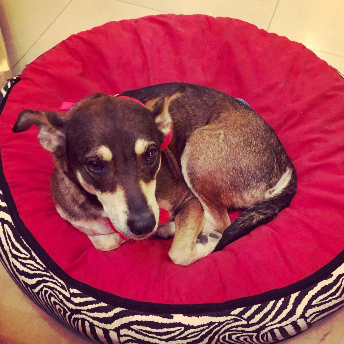 Lamentablemente UMA se quedó sin 🏠de tránsito.Es la 🐩que rescataron en Buquebus.Surgió un problema familiar y tienen que viajar. Hay que conseguir una nueva casita de tránsito. #URGENTE
Es tamaño mediano pesa 17kg
¿Me ayudan a difundir?

facebook.com/MascotasPuerto…