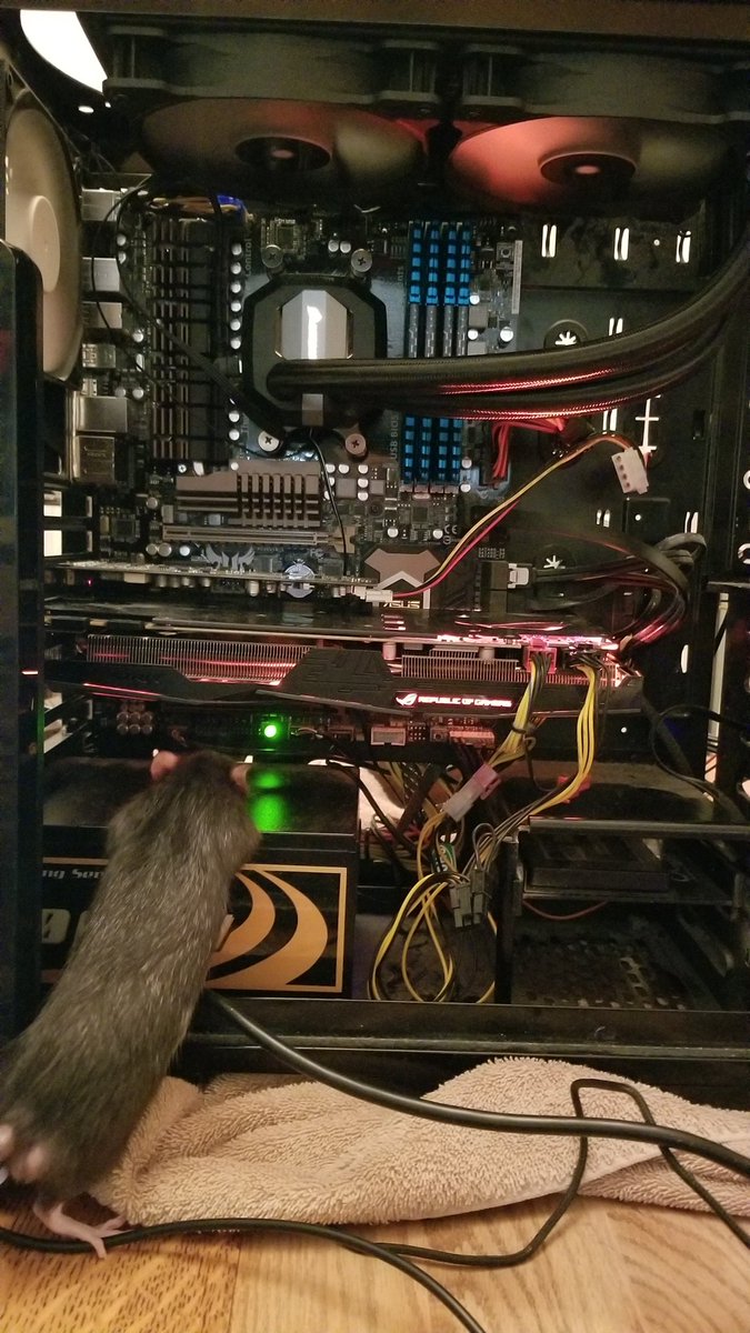 rabidfishstick's tweet photo. New medicine has helped a ton with my breathing! Was able to get a full nights sleep :) Spent this afternoon with Henry installing a new CPU and H115i water cooling. FISHSTICK ORANGE LEDS! #WaterCooling #AMD #TechRat #Corsair #ByeFanNoise https://t.co/QJ9VB5MKzE