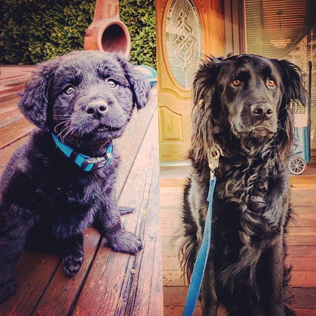 bemonopo's tweet photo. #martymcflymoore #thenandnow #dogs #dogsofinstagram https://t.co/9TmTy3BLFY https://t.co/i8LKmNYztH