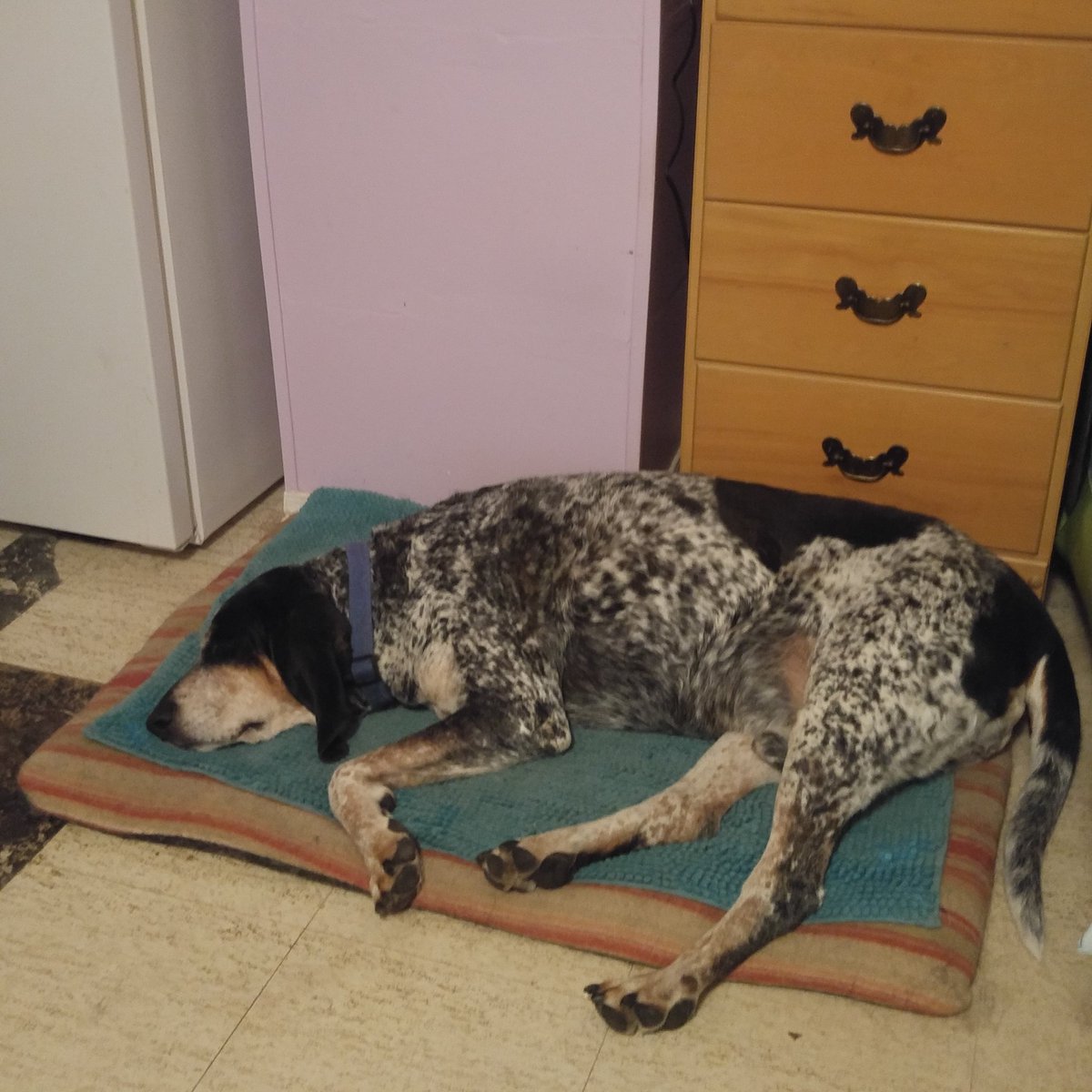 DanielleJessi15's tweet photo. @dog_rates this is Clyde. He is a lazy cow... https://t.co/0sXNsqr0NP