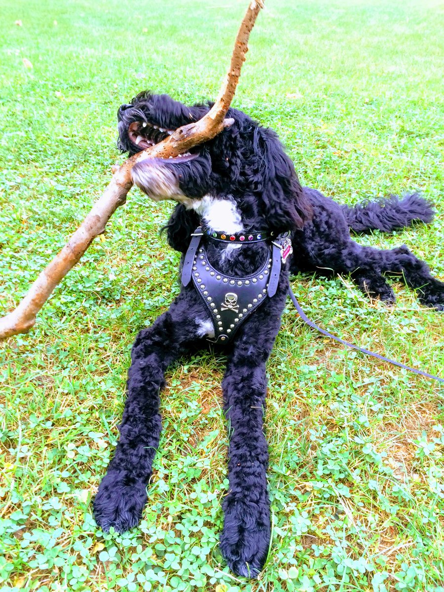 Walladoodle's tweet photo. I want to be a pirate ... https://t.co/g3mP0DiWCx https://t.co/G3sO23F8oy