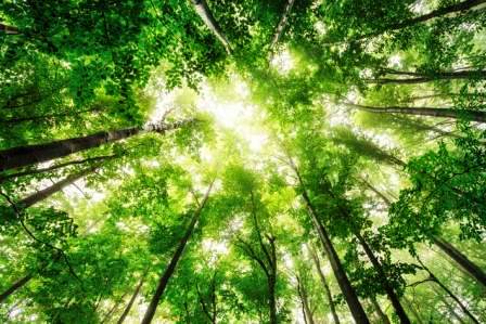 FuturoEuropa's tweet photo. Ecoterapia, curare con la Natura - https://t.co/OxtZVqeAKP https://t.co/pCBEzx8Kkd