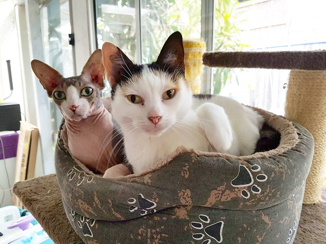 ThorTheDevonRex's tweet photo. Happy Sunday from my brother and sister, Pixel and Peggy 😸😸 https://t.co/9RMiyQYGMV