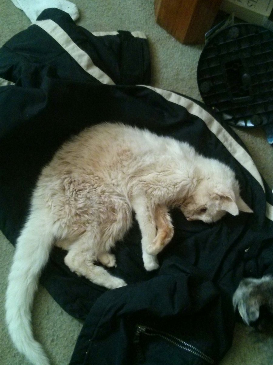 GeddesCrow's tweet photo. 4 days ago we had to put down our cat rest in peace Lizzie https://t.co/pbrV99sPiJ