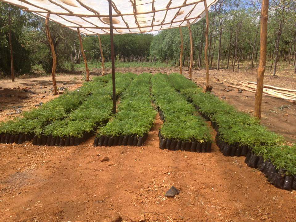 africawoodgrow's tweet photo. Thanks @pablorodas reforestation and ecosystem restoration are key. He. @R_Lelieveld https://t.co/rZk7neWBnQ