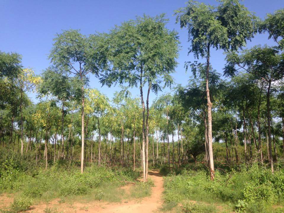 africawoodgrow's tweet photo. Thanks @pablorodas reforestation and ecosystem restoration are key. He. @R_Lelieveld https://t.co/rZk7neWBnQ
