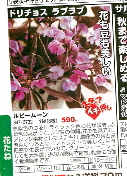 パツ子 そして国華園には ドリチョスラブラブ ルビームーン などという商品があり どんなおっさんがどんな顔してこんな軽薄で破廉恥な名前をつけたんだ と思っていたら 学名が Dolichos Lablab だったので ひれ伏してお詫びしたくなりました