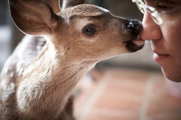 Will a Deer Bite a Human?