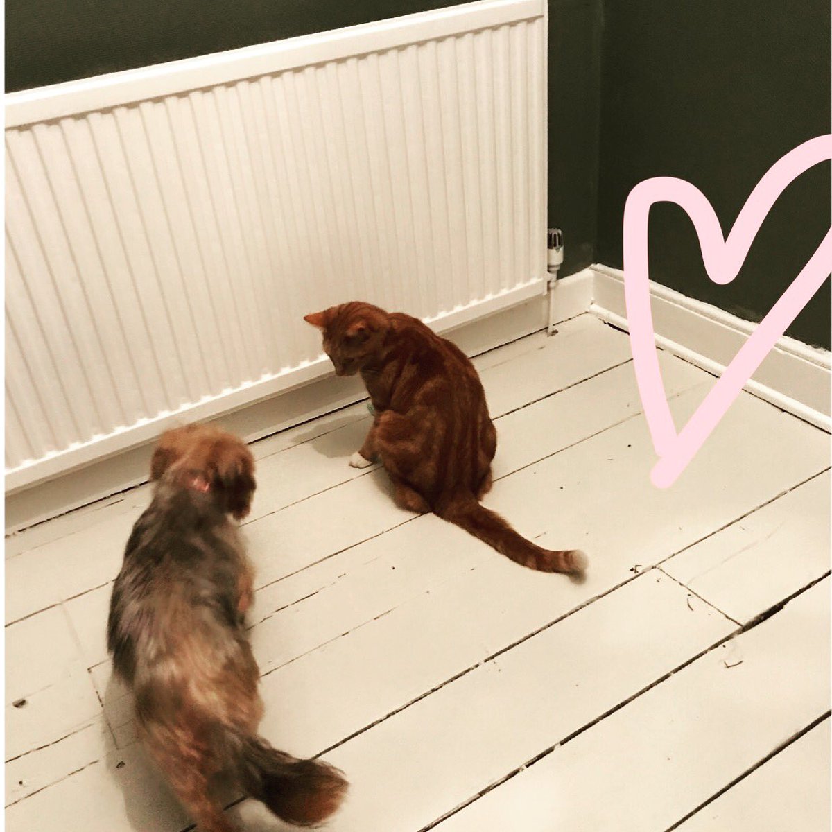 PaintedOlive's tweet photo. Saturday night floorboard painting 💕 #floorboards #original #gingercat #yorkie https://t.co/lzAzyQeCPe