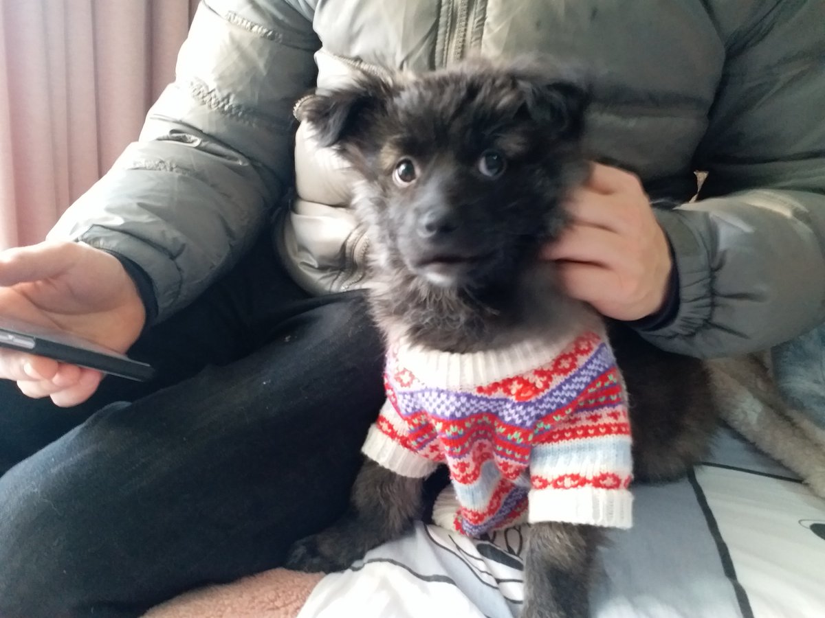 AVFAOfficial's tweet photo. Visited our girl Garby today! Happy as can be!🐶😄 #rescuedogs #adoptdontshop #animalrescue #streetdogsaresweetdogs #rescueismyfavoritebreed #AVoiceforAnimals https://t.co/7kmTvjosL7