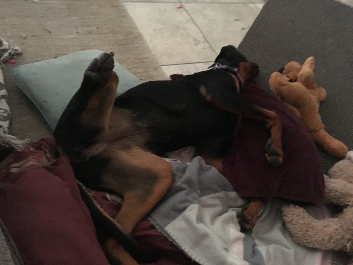 Donzilla31's tweet photo. Lexa has had a big Sunday running round after the rake she is sooo tired 😴I rubbed the inside of her leg as she fell asleep and she just left it there 🤣🤣 #PassedOut #dogsoftwitter #ClubDobe https://t.co/zMncnjF2no