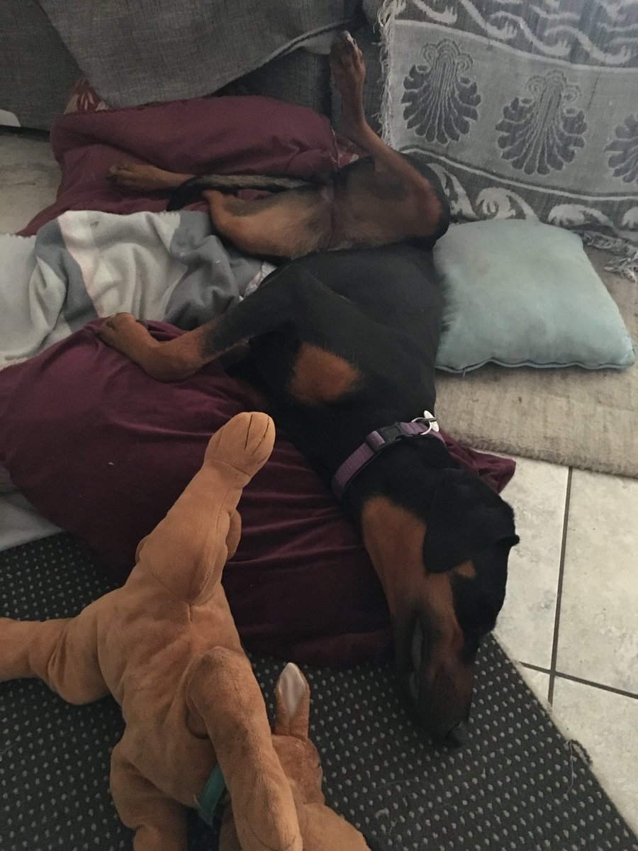 Donzilla31's tweet photo. Lexa has had a big Sunday running round after the rake she is sooo tired 😴I rubbed the inside of her leg as she fell asleep and she just left it there 🤣🤣 #PassedOut #dogsoftwitter #ClubDobe https://t.co/zMncnjF2no